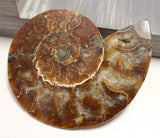 Ammonite