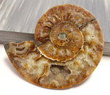 Ammonite