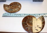 Ammonite